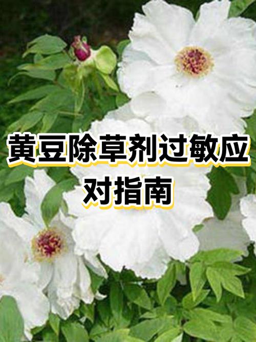 黄豆属于过敏食物吗