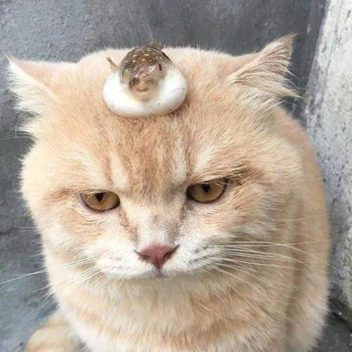河豚猫