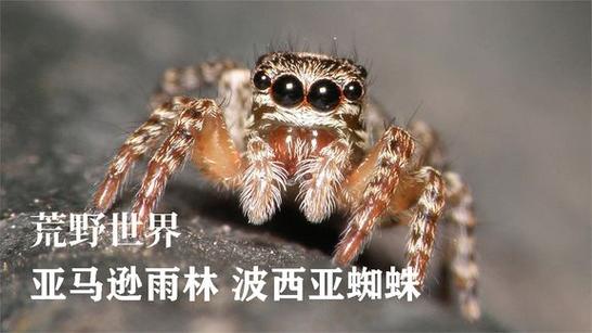 拉脱维亚蜘蛛2023电影免费观看缩略图