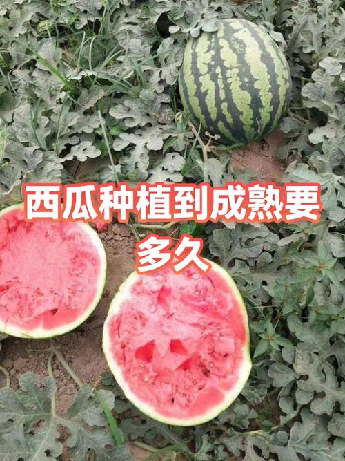 西瓜保质期一般是多久缩略图