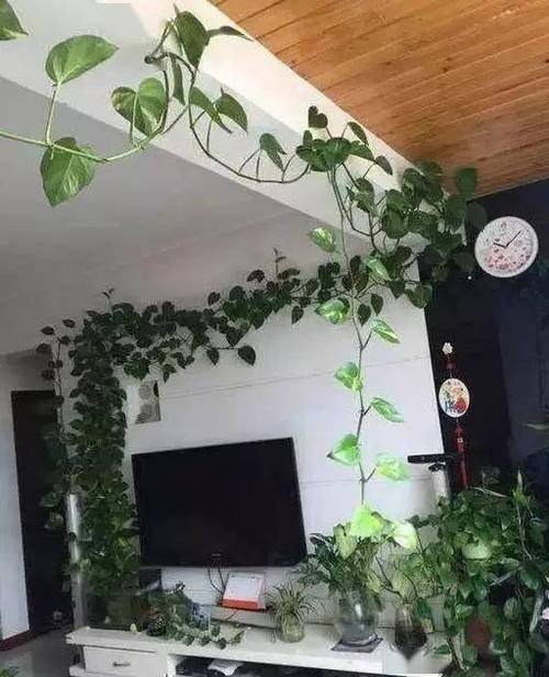 怎么让绿萝往上爬