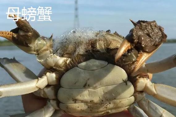 螃蟹腿能再生吗