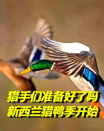猎鸭季节下载手机版