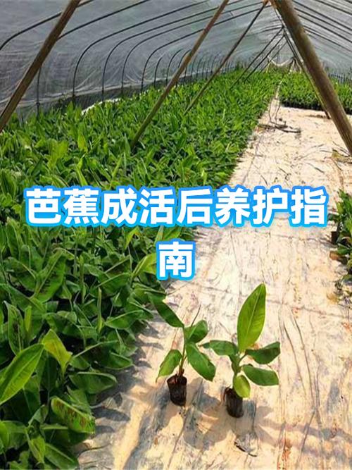 芭蕉治什么病最好