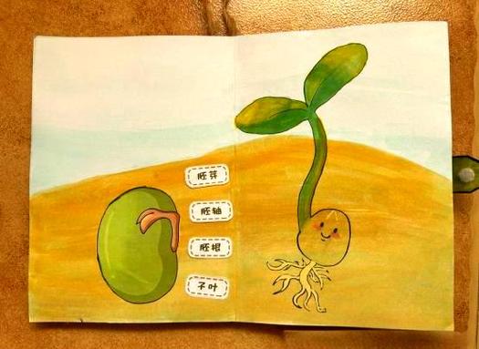 豆芽绘本故事
