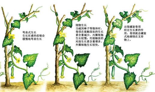 向性运动是指植物生长的