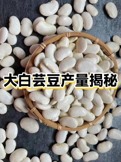 小白芸豆和大白芸豆功效一样吗图标