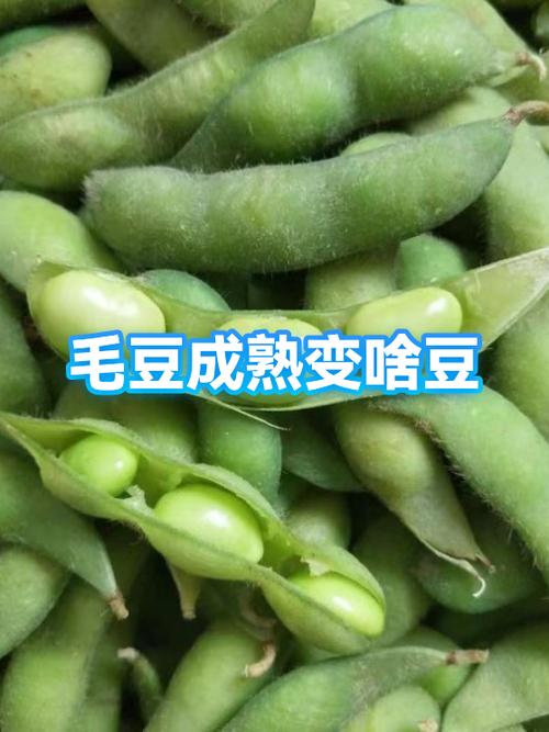 毛豆怎么变成黄豆