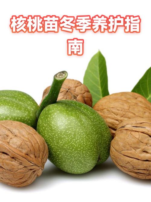 把玩核桃用什么油保养最好
