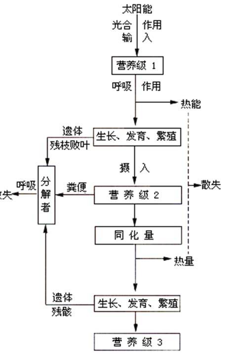 为什么粪便属于上一级营养级的能量