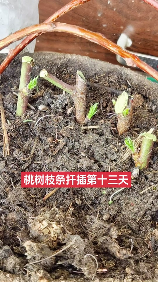 桃树扦插繁殖方法视频