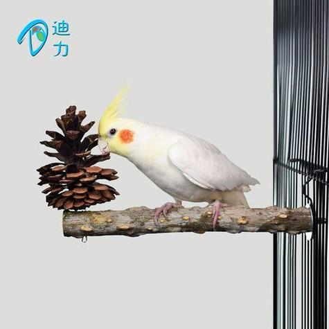 鹦鹉如何在室内散养