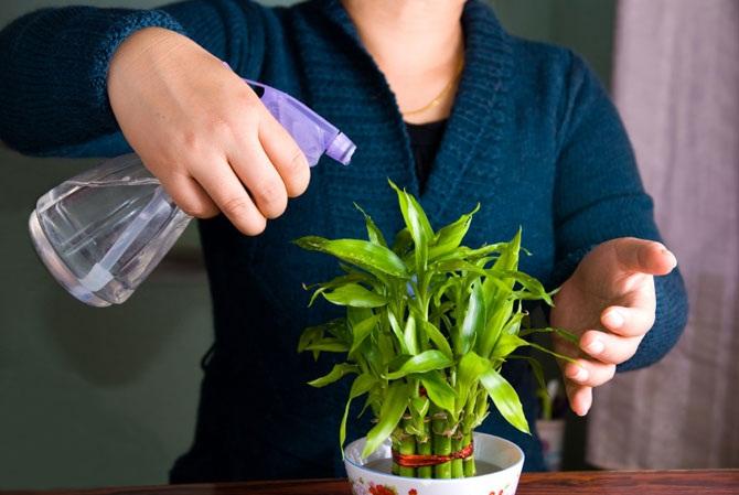 plantwateringbuddy官网入口更新内容分享
