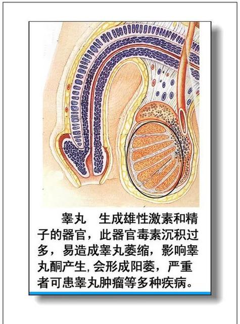初中生物器官结构图