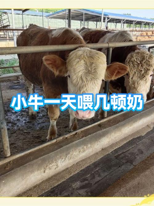 一个月的小牛喂多少水