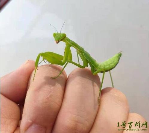 驯服螳螂需要几个角