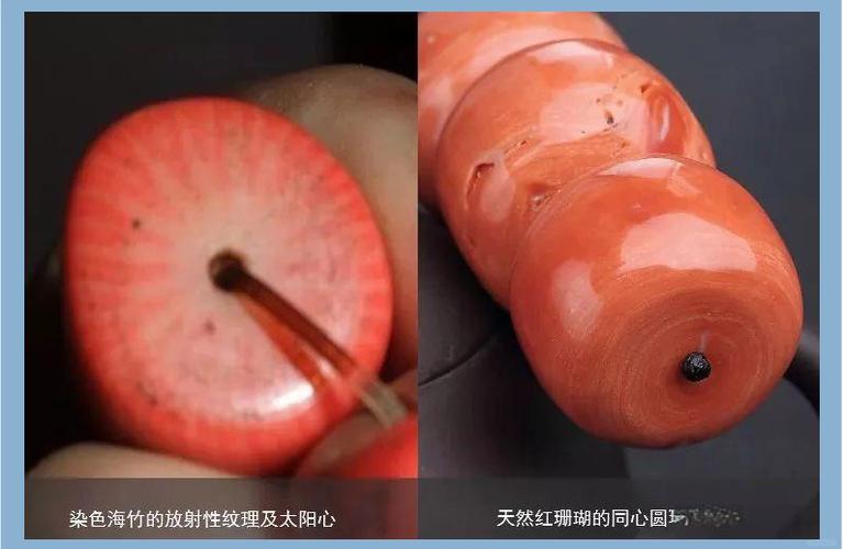 真假红珊瑚图片对照图