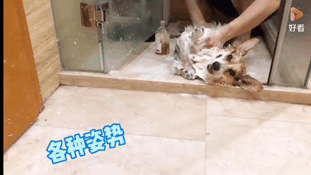 家里什么能代替给狗洗澡