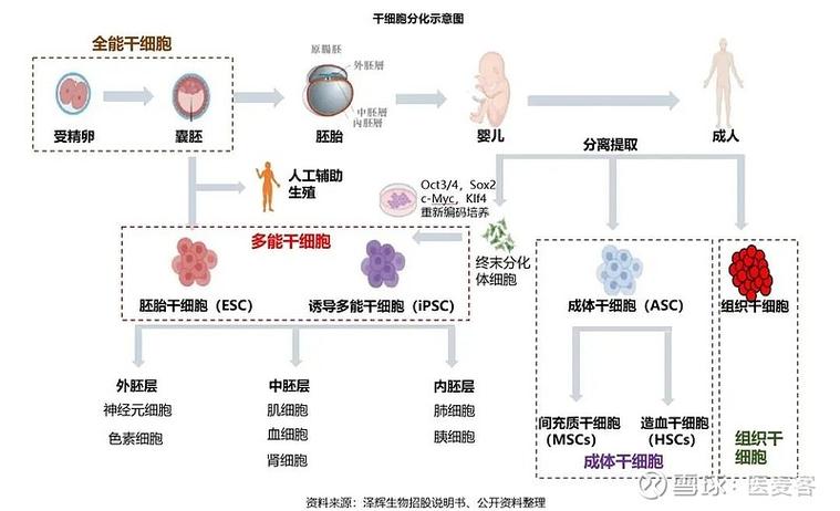 细胞再生疗法是真的吗