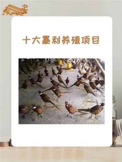 农村搞养殖的十大暴利项目