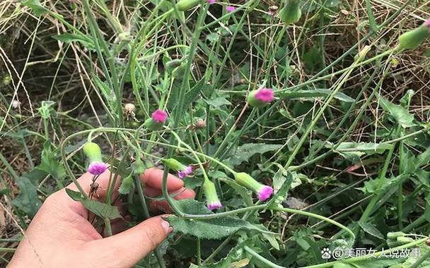 一点红煮水喝的害处
