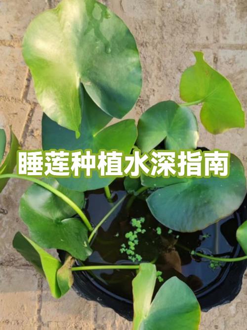盆栽睡莲种植缩略图