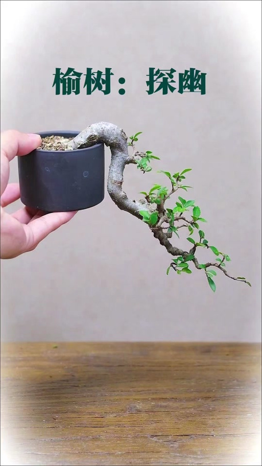 小型盆景图片