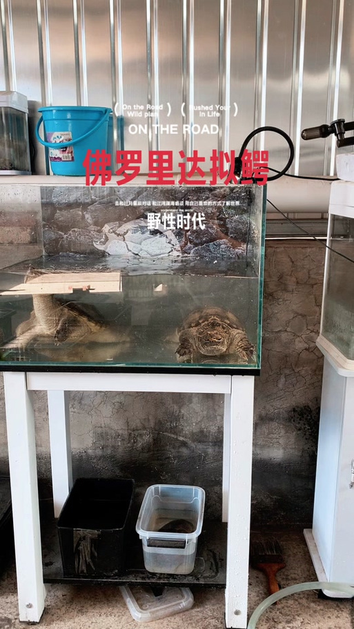 驯服乌龟的步骤游戏截图