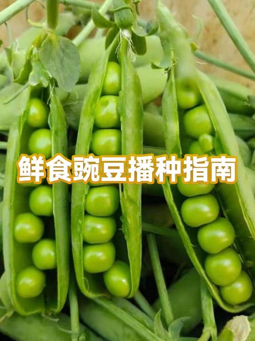 豌豆去皮后怎么保存不坏
