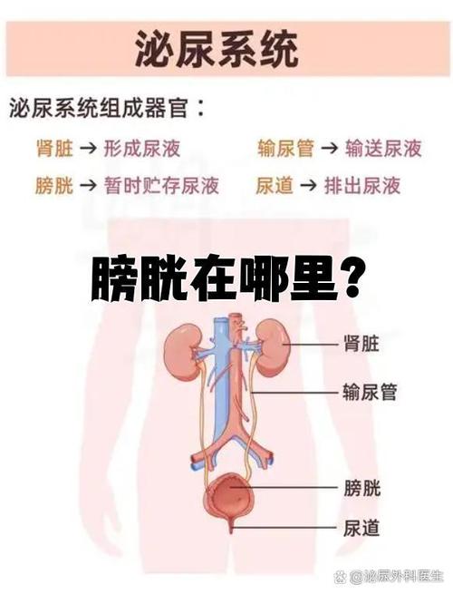 泌尿系统包括哪些器官