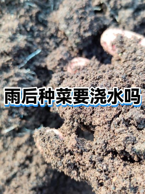 种菜每天都要浇水吗