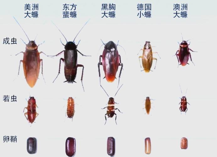 怎么除蟑螂