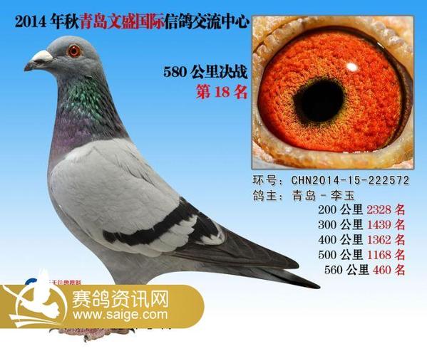 2019年秋青岛文盛赛鸽中心