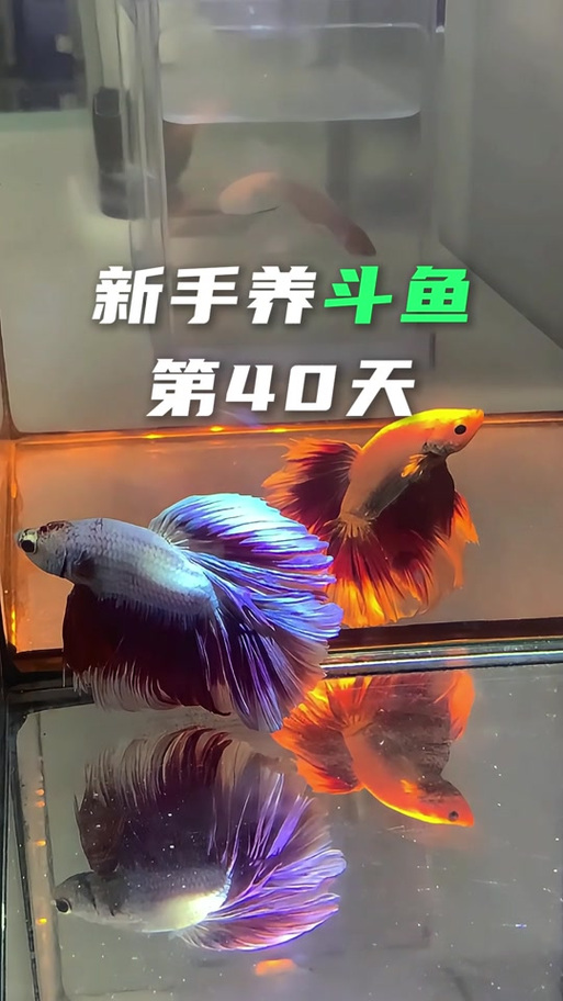 斗鱼,有什么风水忌讳