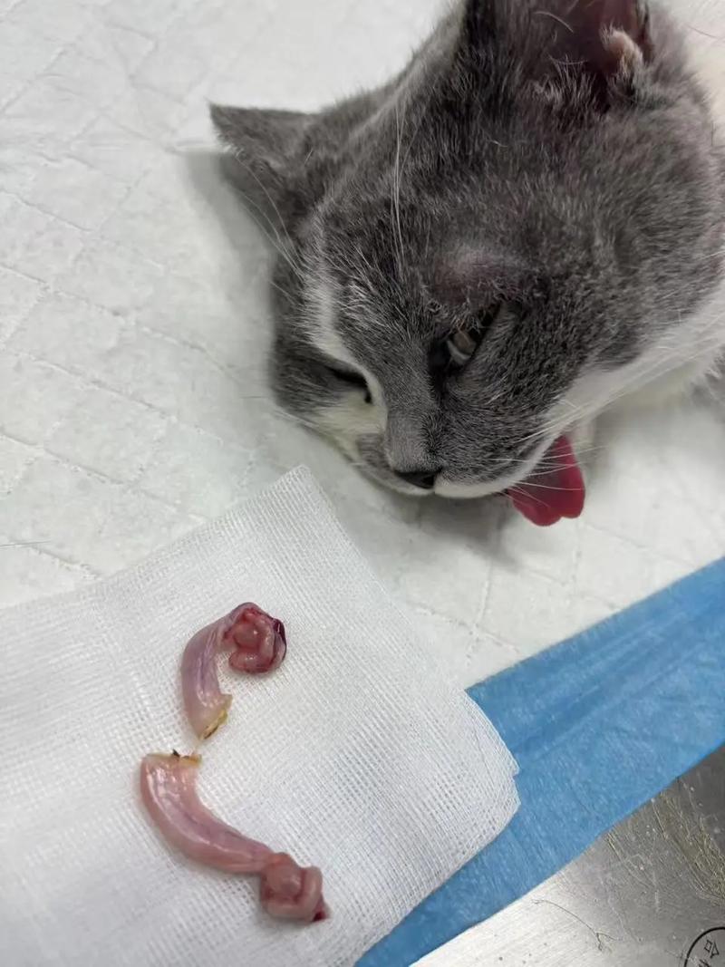 母猫护崽被活活打死