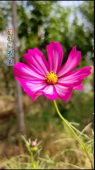 花缘是什么意思缩略图