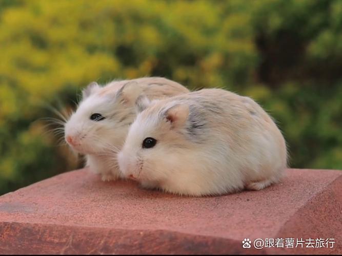 仓鼠蓄精