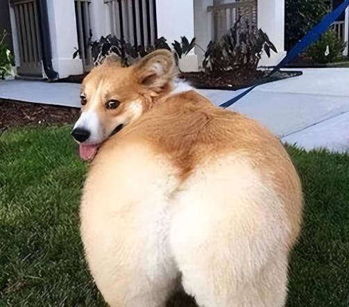 柯基犬
