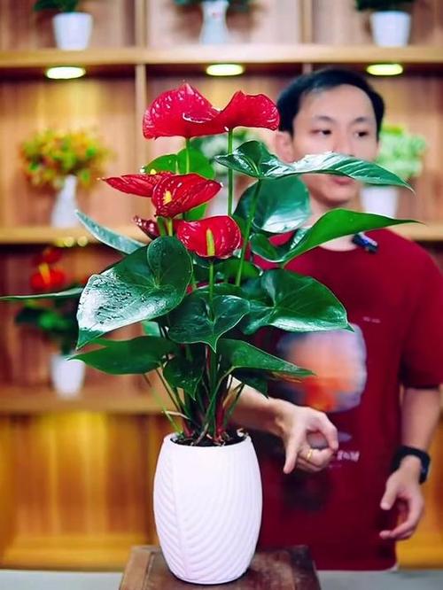名贵品种的红掌