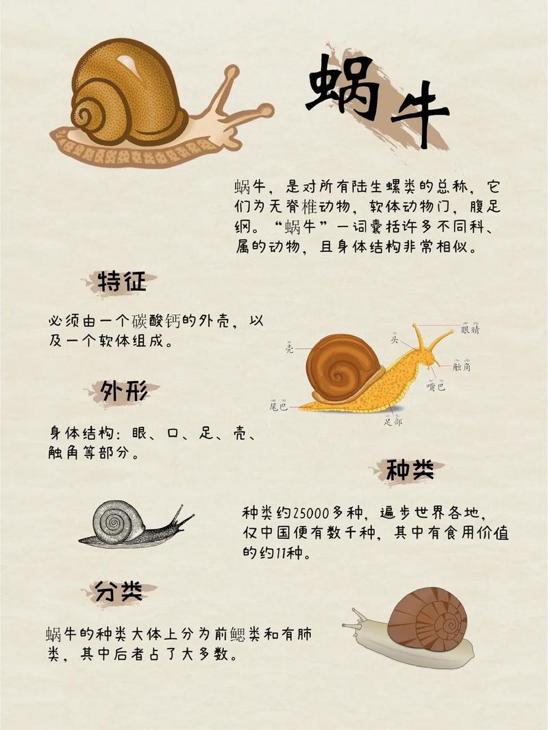 蜗牛平台真的假的