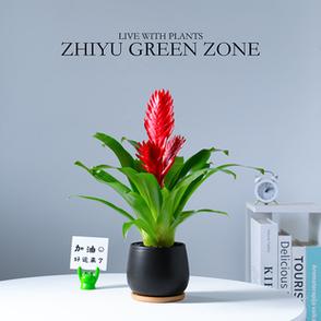 招财手长什么样缩略图