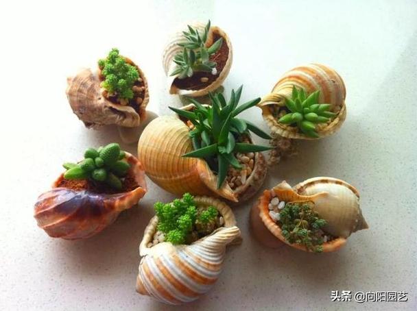 海螺在风水上的作用