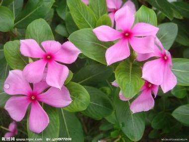 五瓣花瓣的花