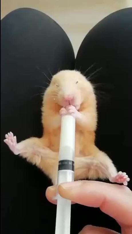 给仓鼠喝了一点纯牛奶