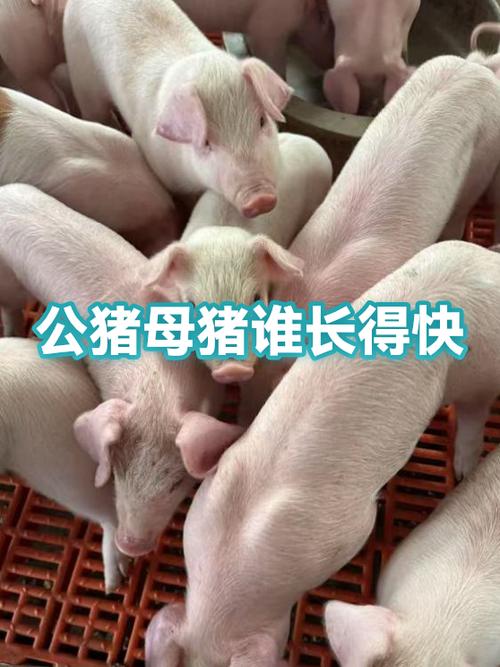 公猪吐后不吃的原因