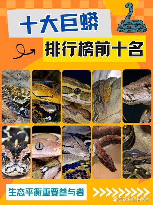 毒蛇排行榜前十名
