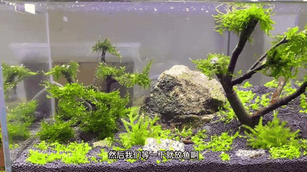 鱼缸晚上不关灯对鱼有影响吗