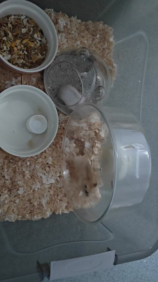 仓鼠喝水用瓶盖可以吗