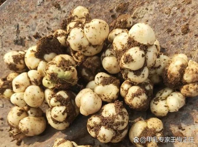 肿瘤断根中药第一名
