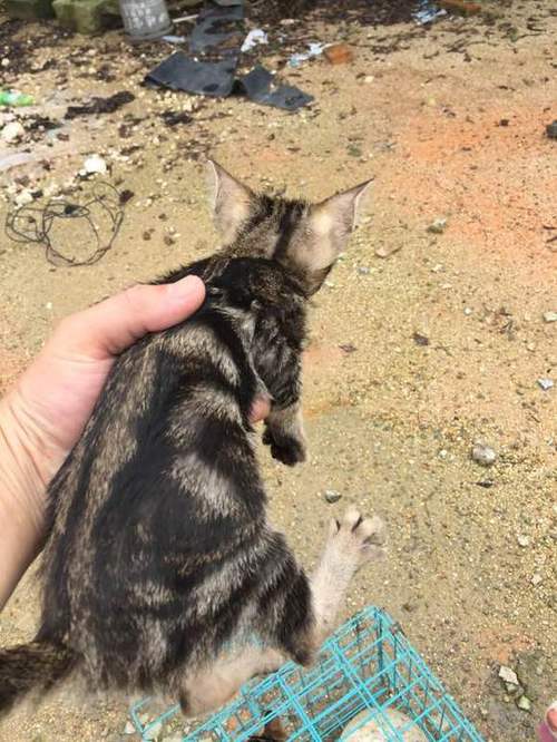 蝴蝶猫图片游戏截图